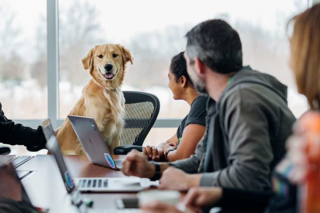 Tips for Take Your Dog to Work Day