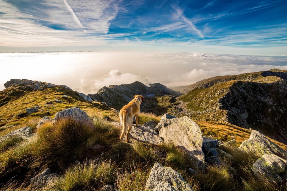 Dog Friendly Destinations to visit in the UK 2019