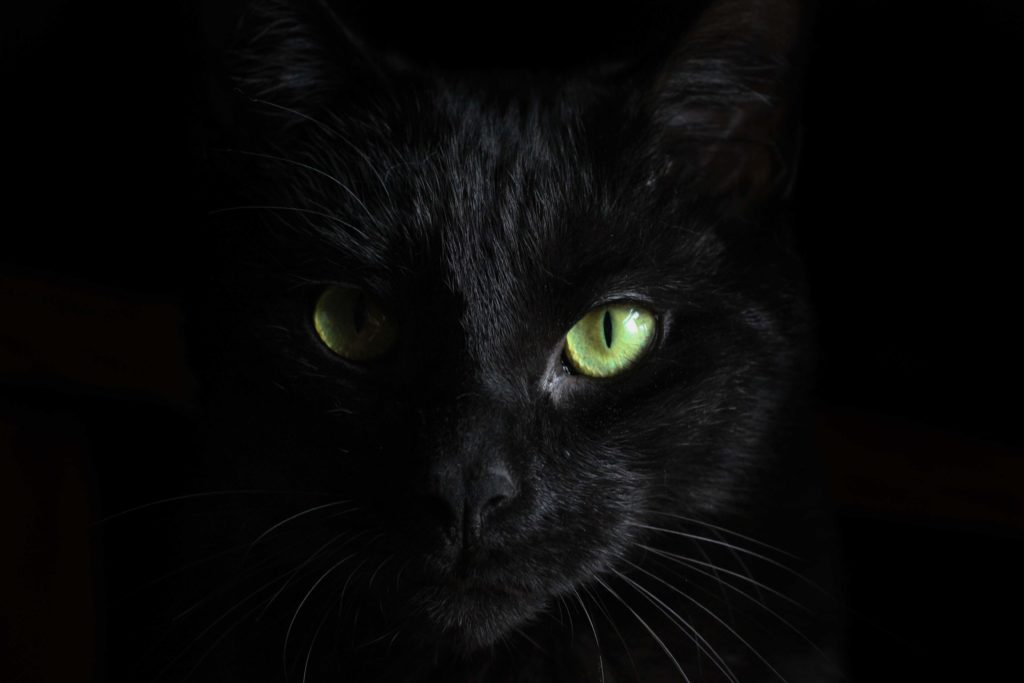 Black cats at Halloween