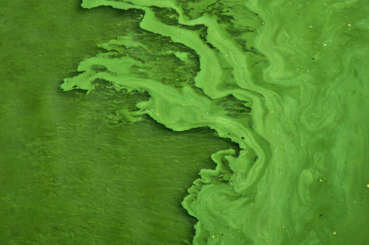 Toxic Algae – Danger to Dogs