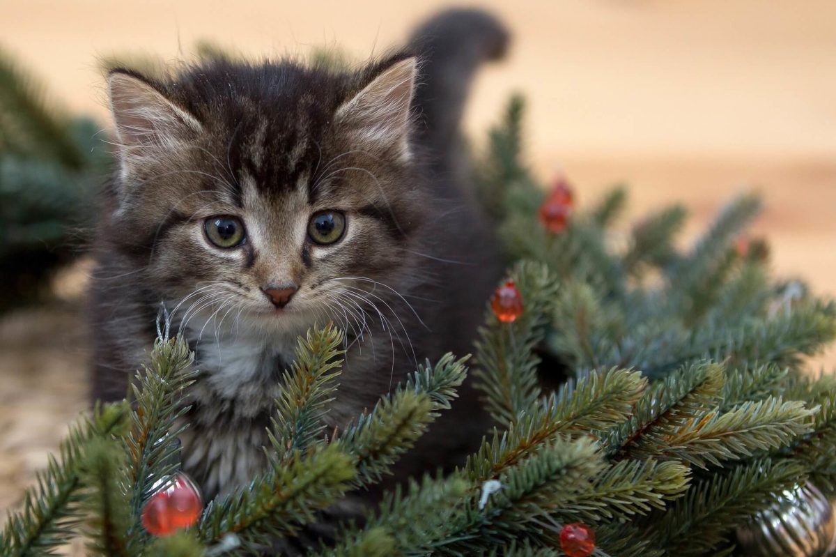 christmas food dangerous for cats Archives - Cuddles Pet Store