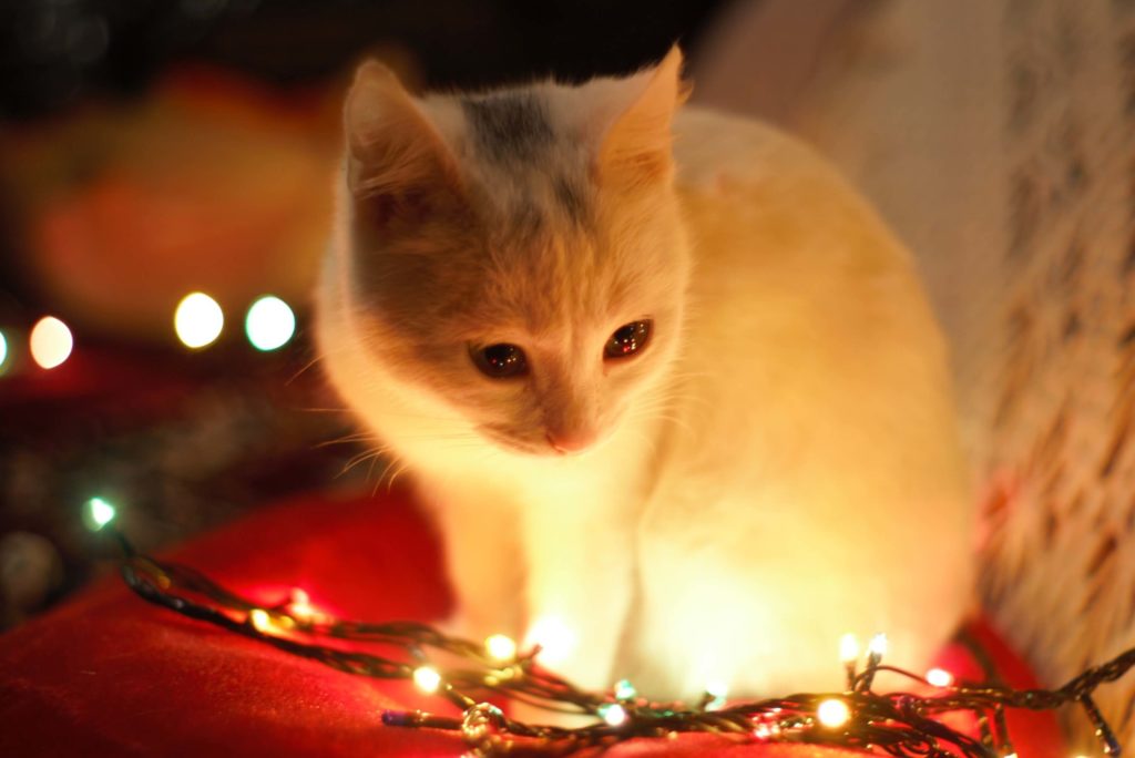 Christmas lights dangerous for cats & kittens