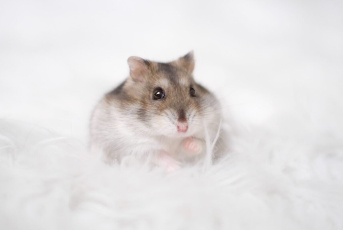 hamster sitting on white fluff