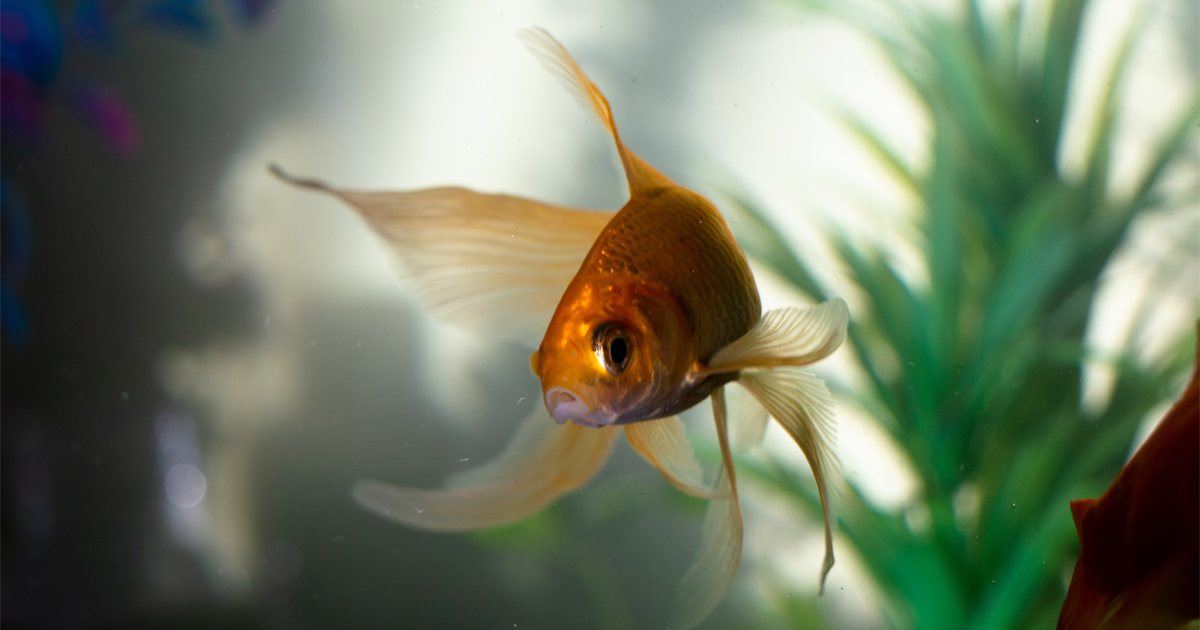 Top 5 Pet Fish for Beginners