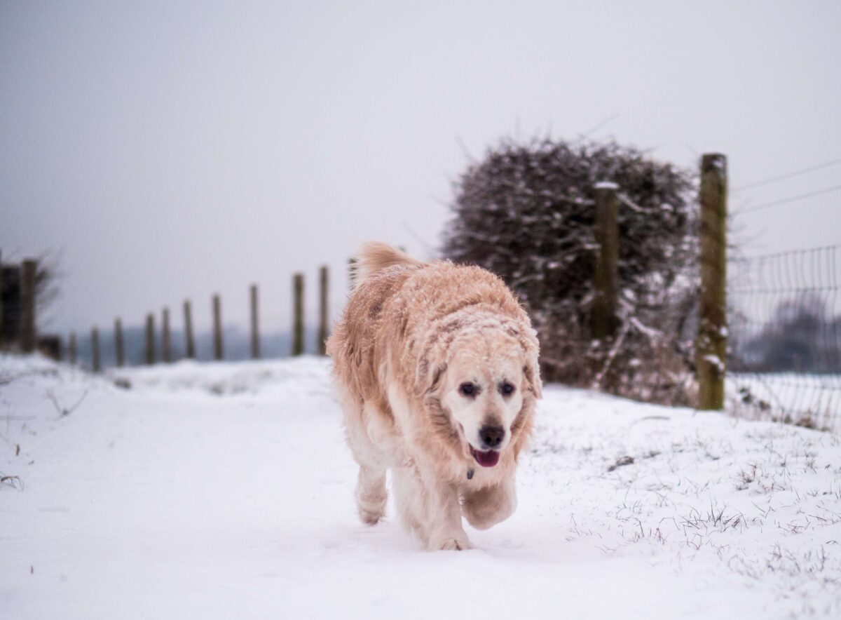 Winter Dog Walking Guide