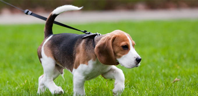 Beagle puppy walking on a leash and sniffing the grass