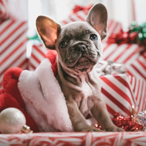 Puppy sleeping by a Christmas tree