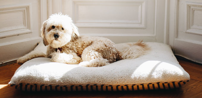 Dog Beds at Cuddles Pet Store