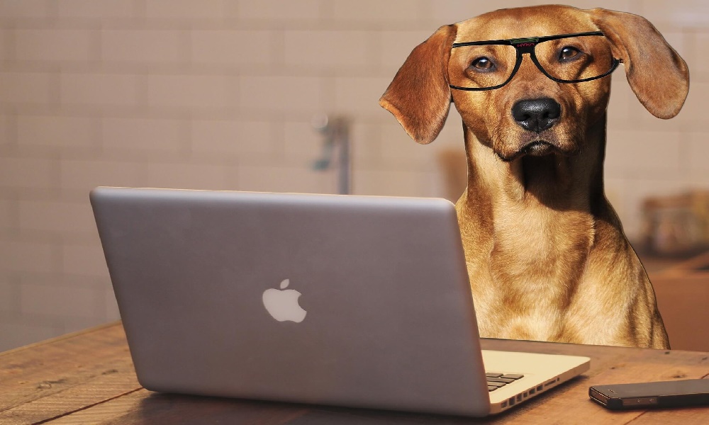 Dog working on the laptop