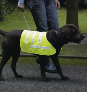 dog wearing a high vis jacket on a walk