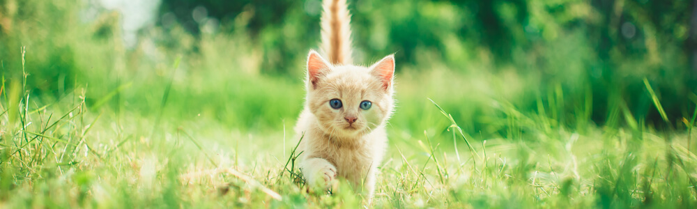 Golden colour kitten walking in the grass towards the camera