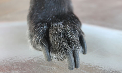 How to cut black dog nails