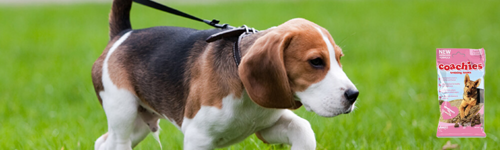 beagle walking on a leash sniffing the grass and coachies dog treats