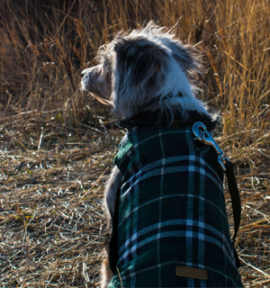 dog wearing a tartan print jacket