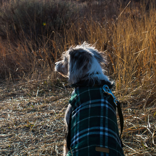 Dog sitting in a field wearing a green tartan jacket